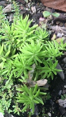 Sedum mexicanum