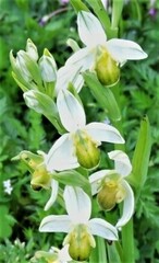 Ophrys apifera chlorantha