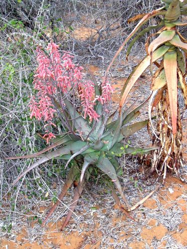 Aloe divaricata