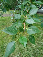 Populus