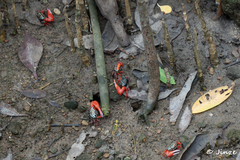 Paraleptuca splendida