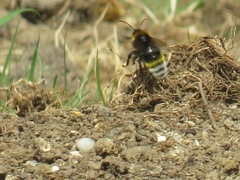 Bombus