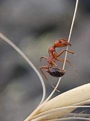 Aphaenogaster uinta