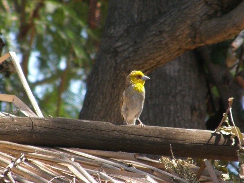 Ploceus sakalava