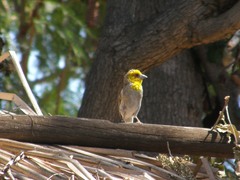Ploceus sakalava