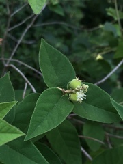 Croton fruticulosus