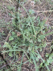 Trifolium repens