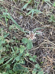 Trifolium repens