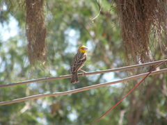 Ploceus sakalava