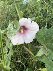 Alcea rosea