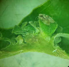 Andricus foliaformis