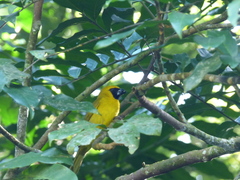 Caryothraustes canadensis