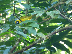 Caryothraustes canadensis