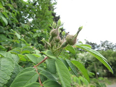 Rosa caudata