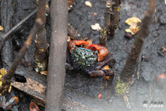 Parasesarma eumolpe