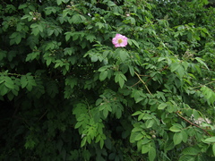 Rosa caudata