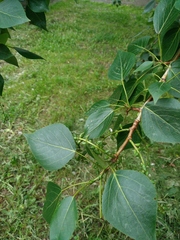Populus