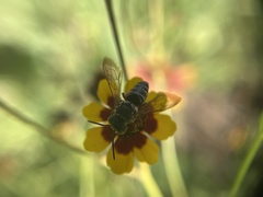 Synocoelioxys