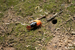 Austruca annulipes