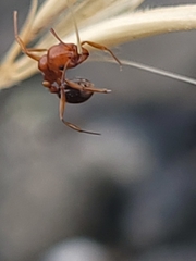 Aphaenogaster uinta