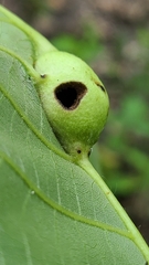 Phylloxera caryaecaulis