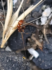 Aphaenogaster uinta