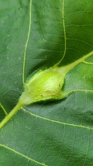 Phylloxera caryaecaulis