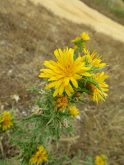 Scolymus hispanicus