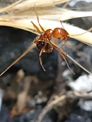 Aphaenogaster uinta