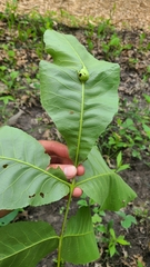 Phylloxera caryaecaulis