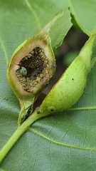 Phylloxera caryaecaulis