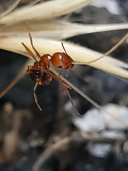 Aphaenogaster uinta