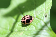 Neoharmonia venusta