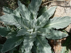 Verbascum qulebicum