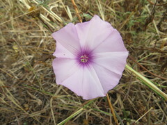 Convolvulus althaeoides