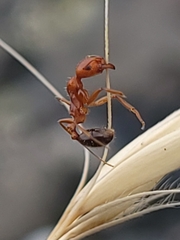 Aphaenogaster uinta