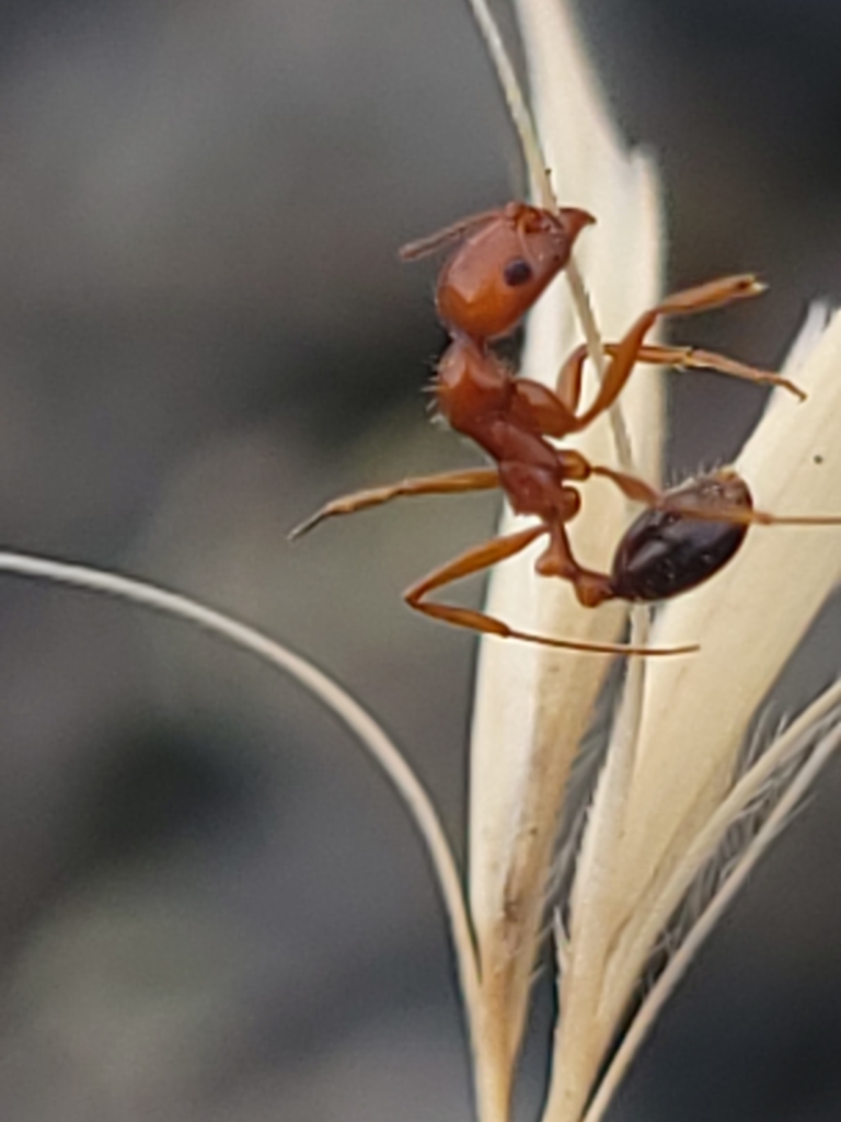 Aphaenogaster uinta