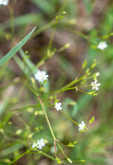 Stellaria palustris