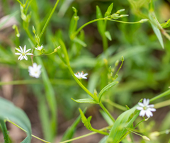 Stellaria palustris