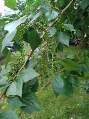 Populus