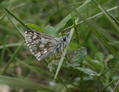 Muschampia cribrellum