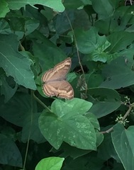 Junonia iphita