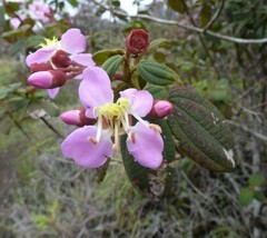 Dichaetanthera