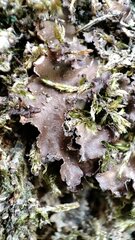 Nephroma tangeriense