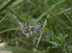 Muschampia cribrellum