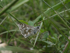 Muschampia cribrellum
