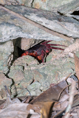 Neotiwaripotamon jianfengense