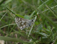 Muschampia cribrellum