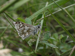 Muschampia cribrellum