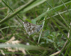 Muschampia cribrellum